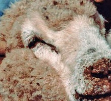 Оспа овец и коз